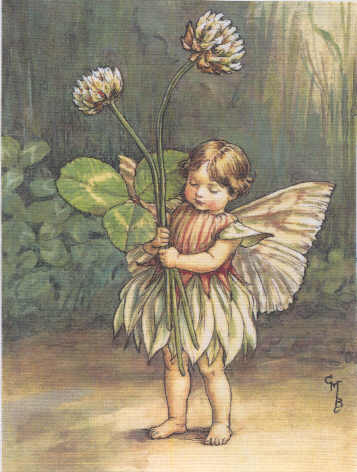 Le trèfle blanc, quatre feuilles pour voir les fées du jardin