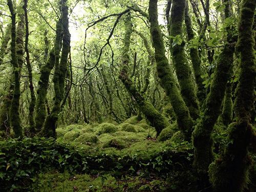 Suivre le chemin des fées…