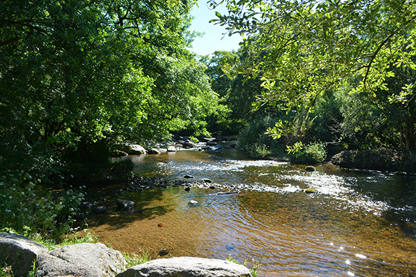 Sur la trace des Pixies du Dartmoor… The Pixie Wood