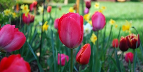 Les tulipes, berceaux des fées