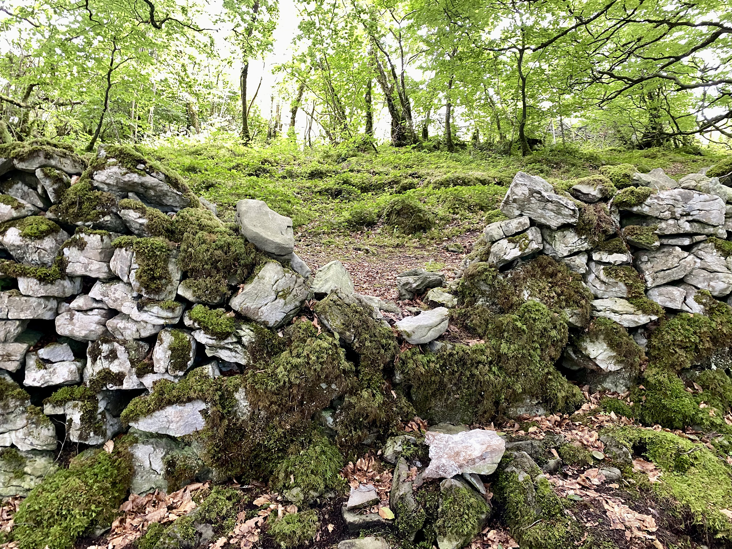 Sur la trace des fées en Irlande : The Knockma Hill